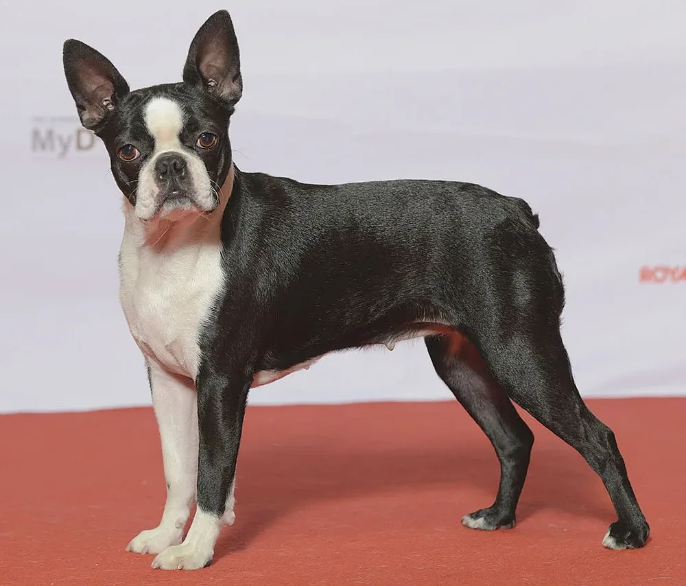 Boston Terrier — canine cost calculator breed profile