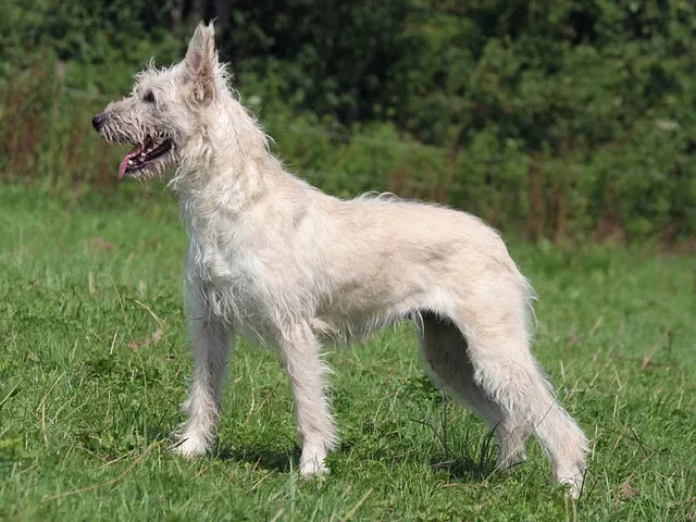 Bouvier des Flandres — canine cost calculator breed profile