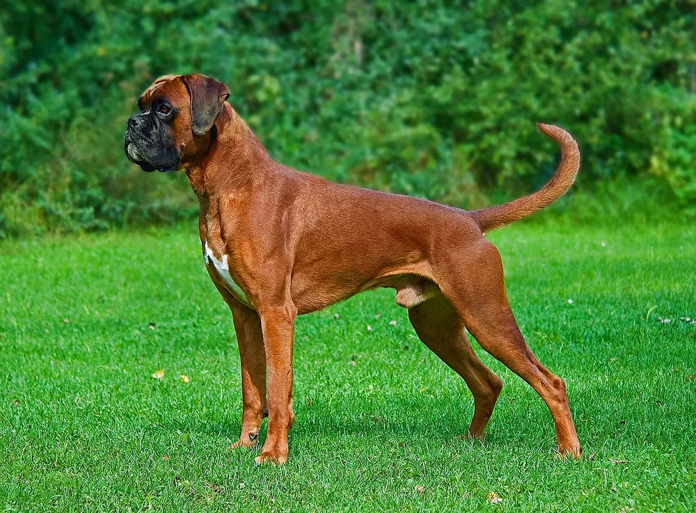 Boxer — canine cost calculator breed profile
