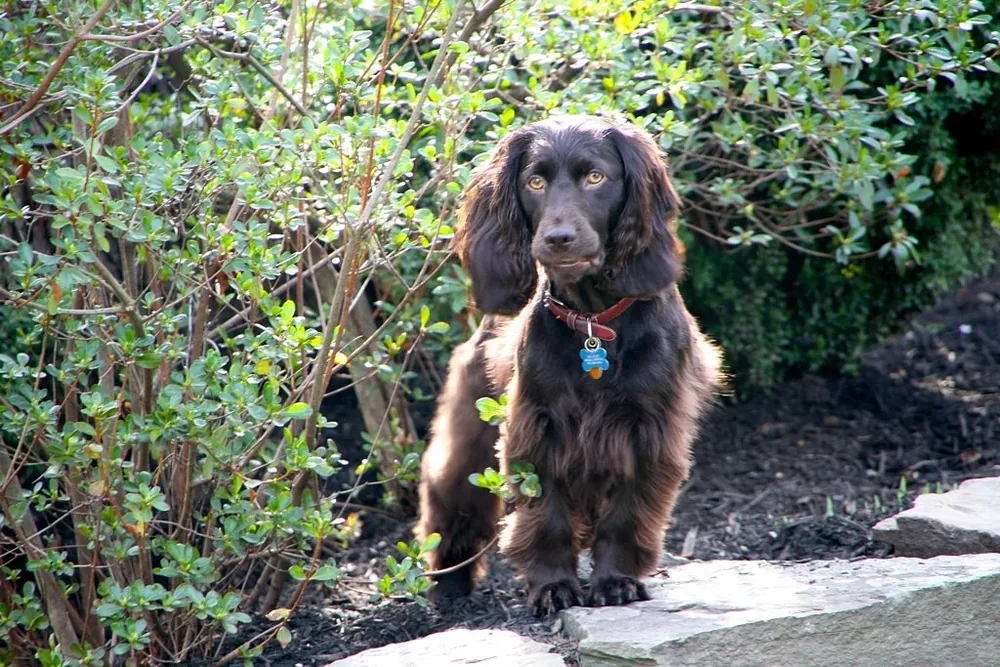 Boykin Spaniel — canine cost calculator breed profile