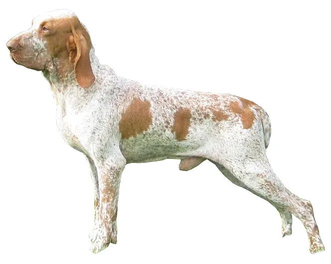 Bracco Italiano — canine cost calculator breed profile