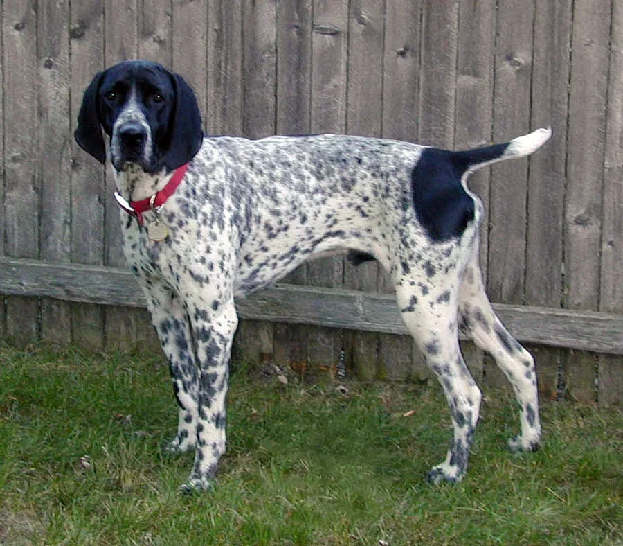 Braque du Bourbonnais — canine cost calculator breed profile