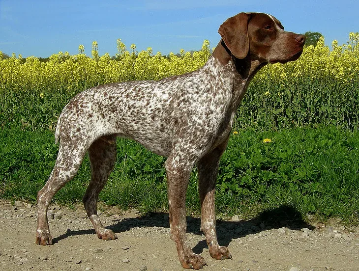 Braque Français Pyrenean — canine cost calculator breed profile