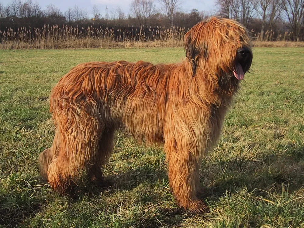 Briard — canine cost calculator breed profile