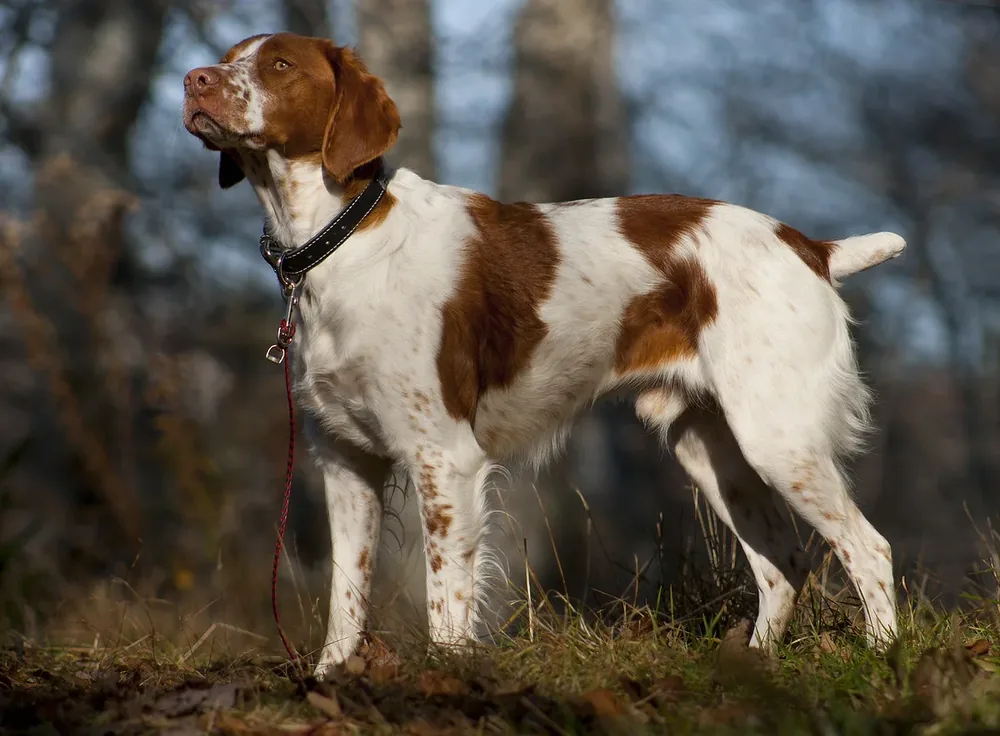 Brittany — canine cost calculator breed profile