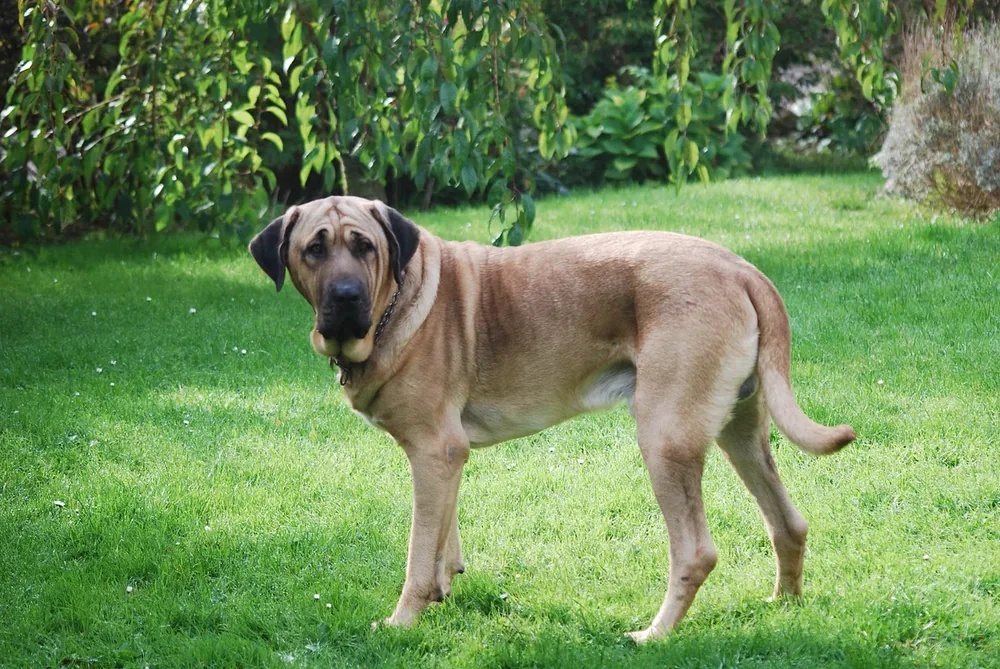 Broholmer — canine cost calculator breed profile