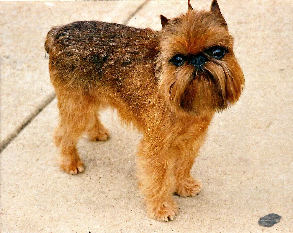 Brussels Griffon — canine cost calculator breed profile