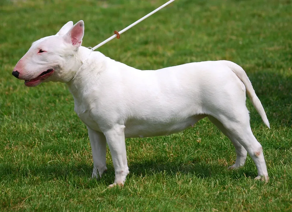 Bull Terrier — canine cost calculator breed profile