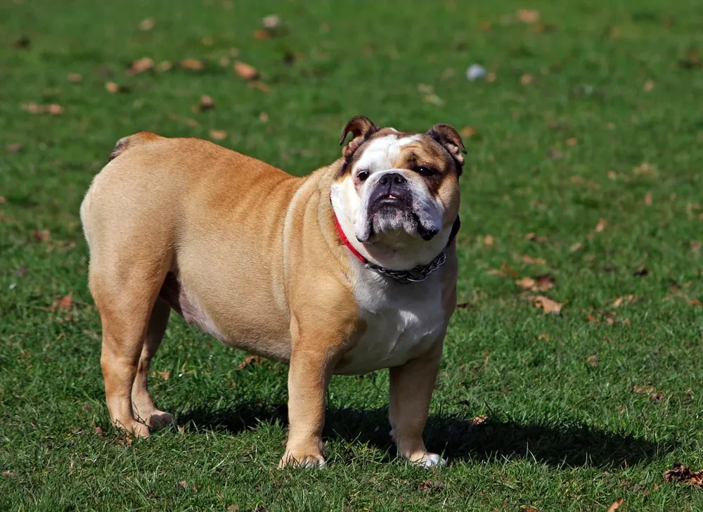 Bulldog — canine cost calculator breed profile