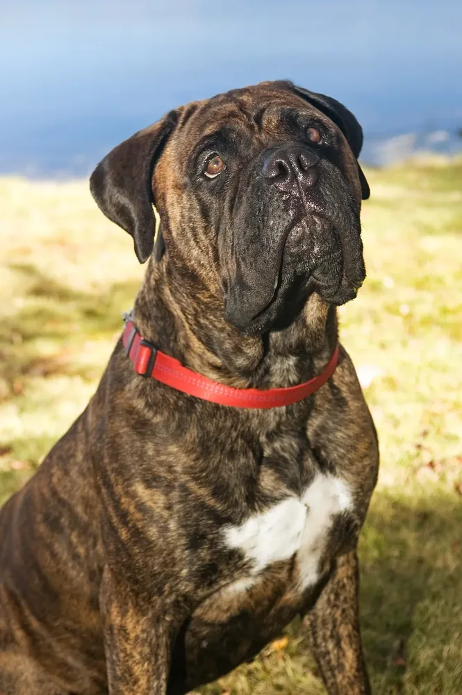 Bullmastiff — canine cost calculator breed profile