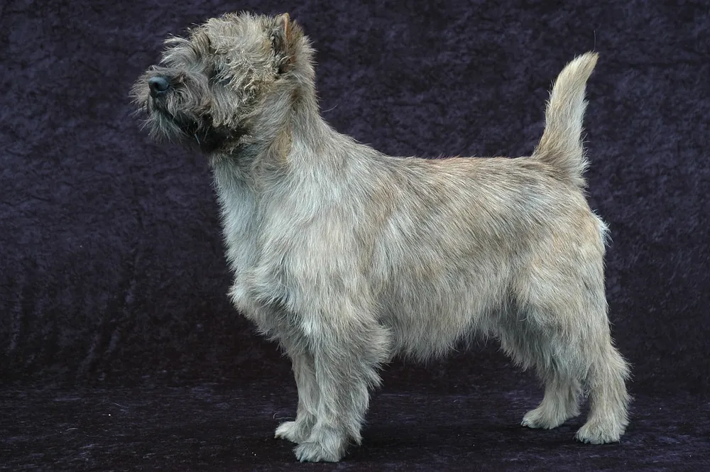 Cairn Terrier — canine cost calculator breed profile