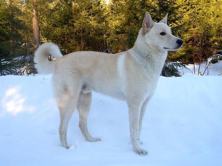 Canaan Dog — canine cost calculator breed profile