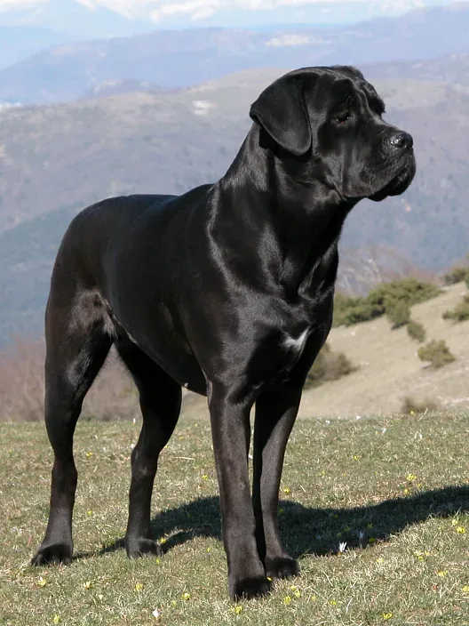 Cane Corso — canine cost calculator breed profile
