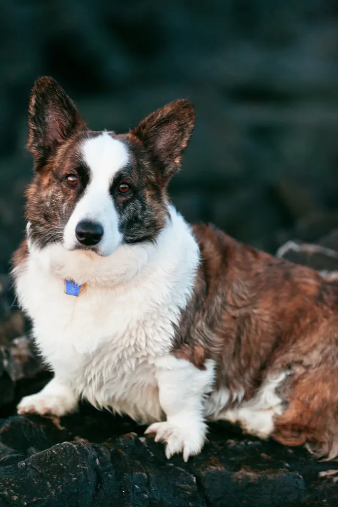 Cardigan Welsh Corgi — canine cost calculator breed profile