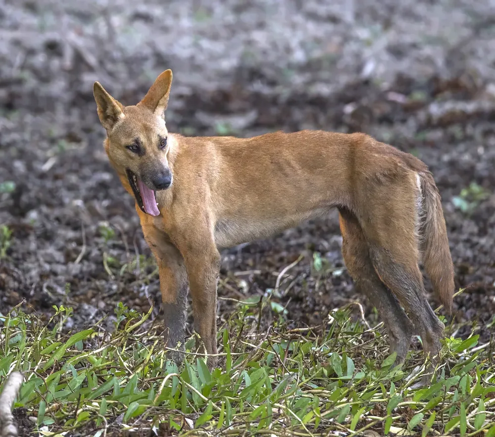 Carolina Dog — canine cost calculator breed profile