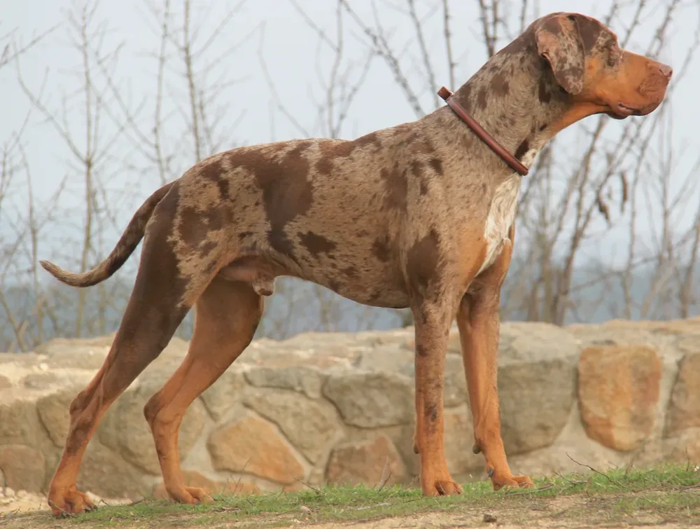 Catahoula Leopard Dog — canine cost calculator breed profile
