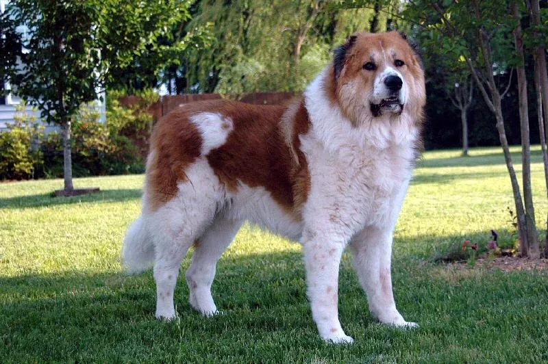 Caucasian Shepherd Dog — canine cost calculator breed profile