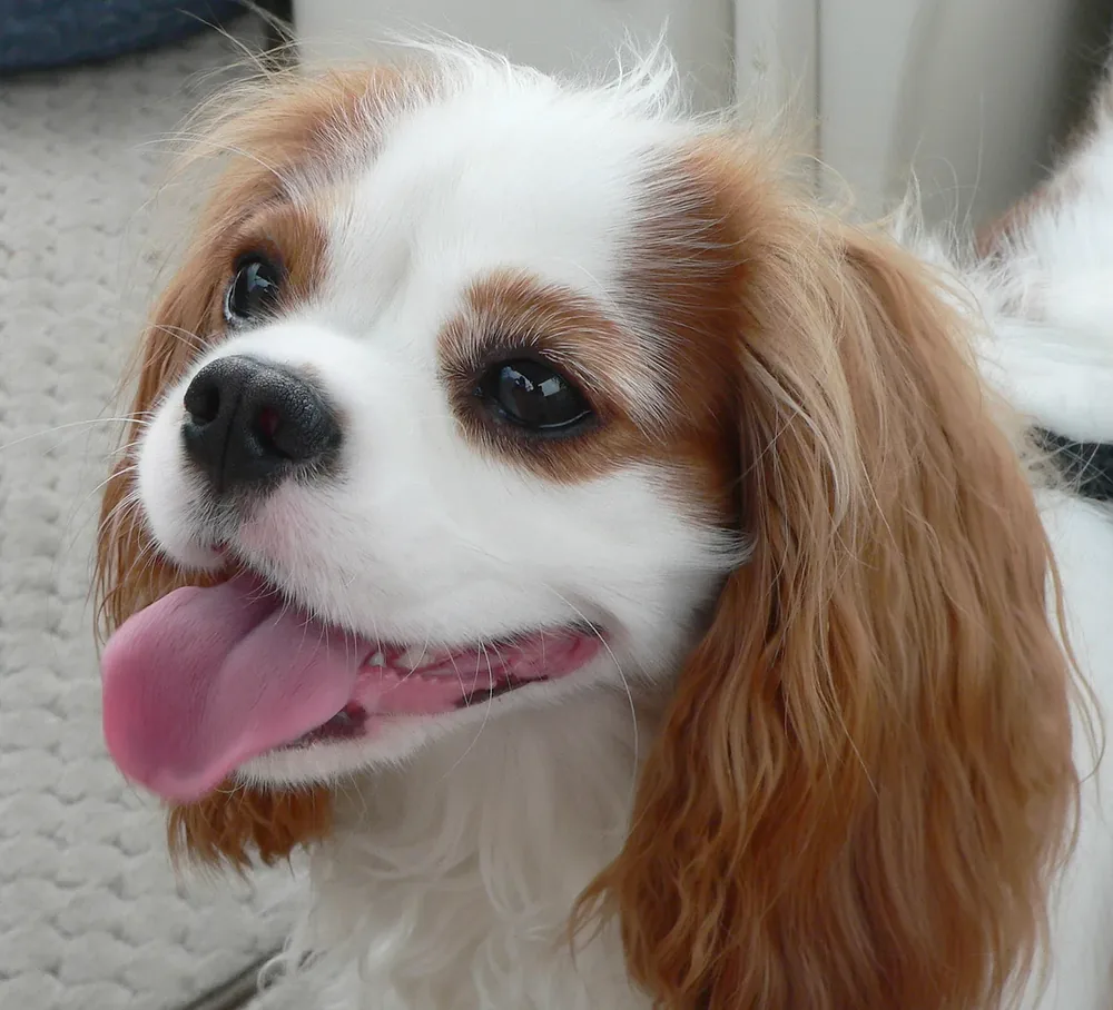 Cavalier King Charles Spaniel — canine cost calculator breed profile