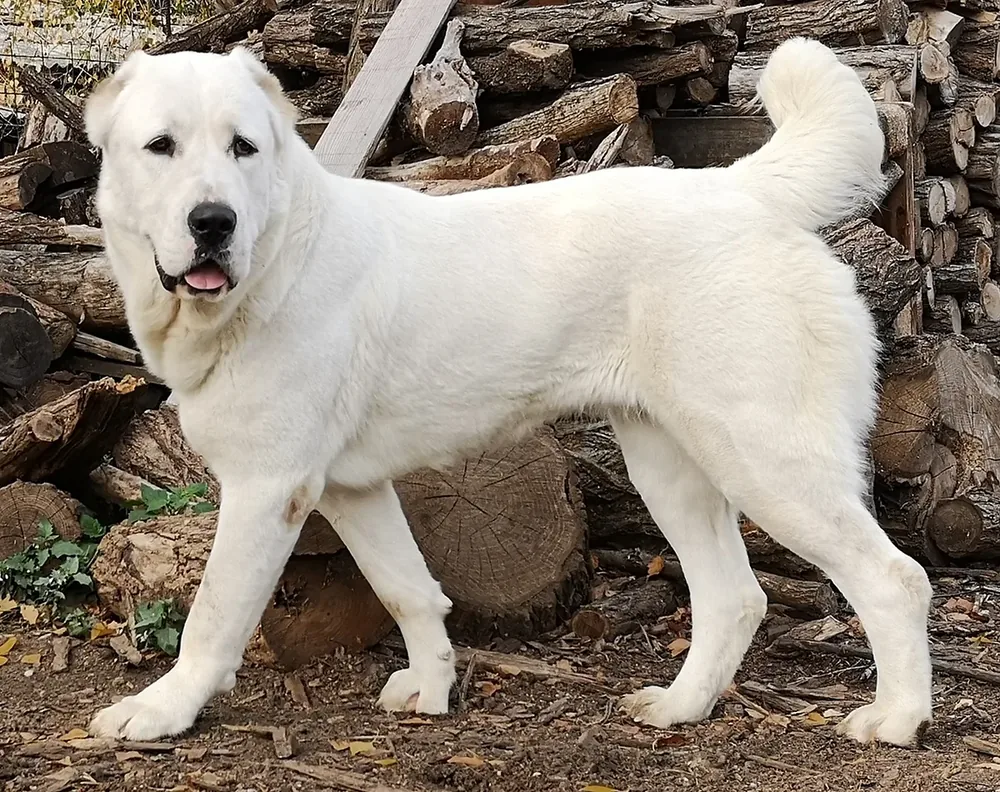 Central Asian Shepherd Dog — canine cost calculator breed profile