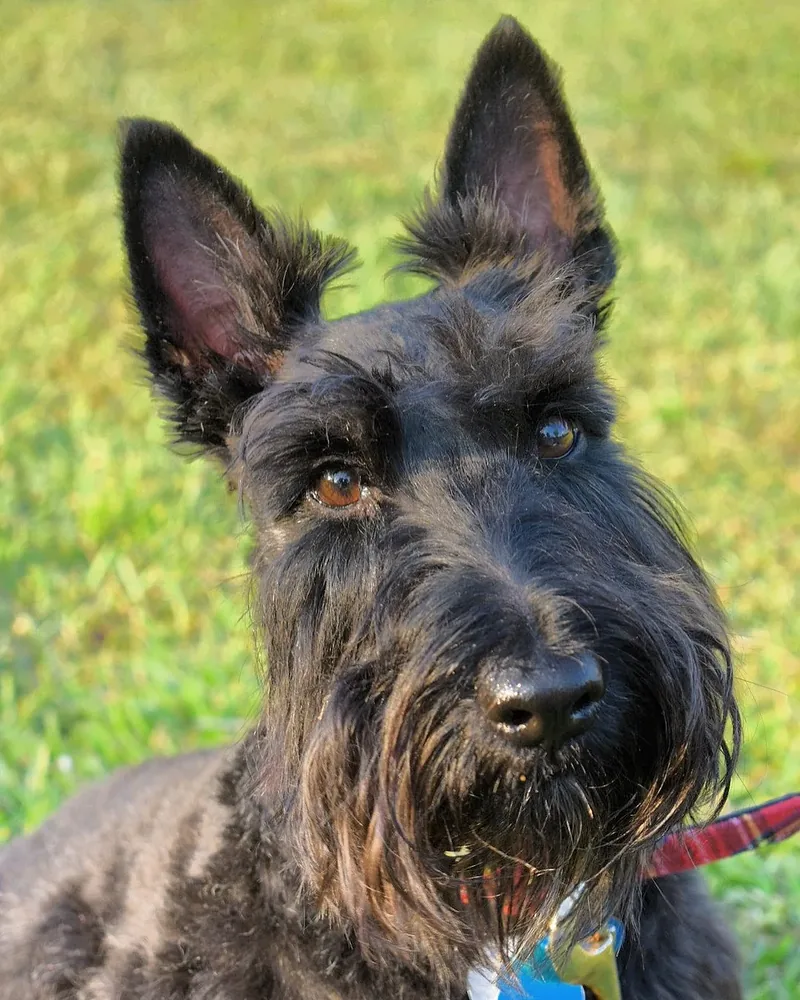 Cesky Terrier — canine cost calculator breed profile
