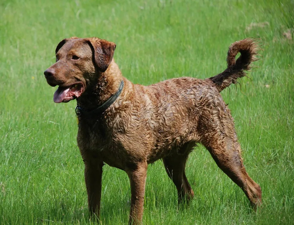 Chesapeake Bay Retriever — canine cost calculator breed profile