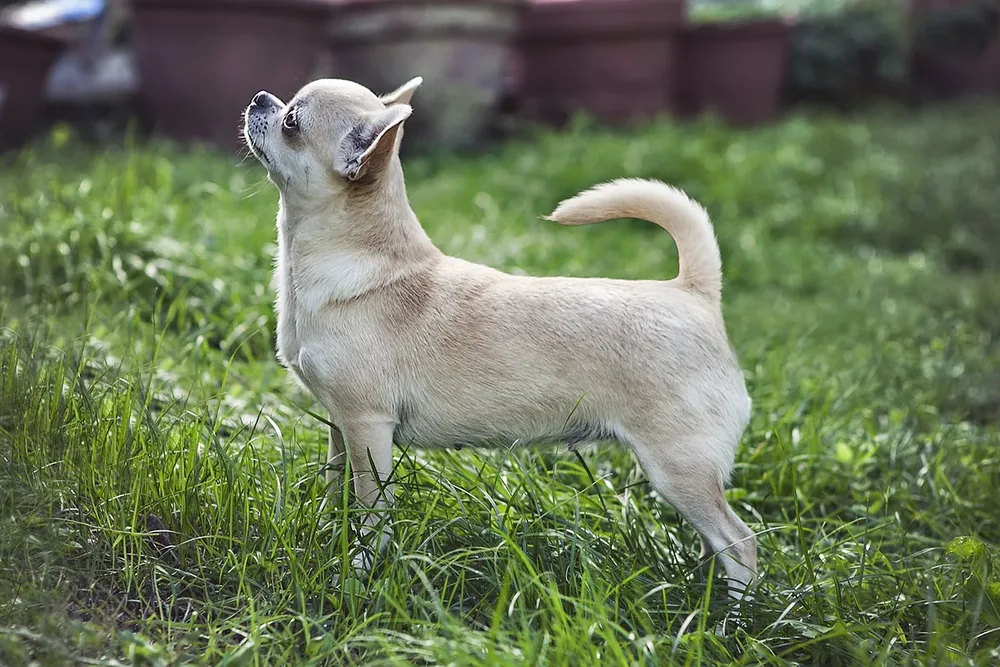 Chihuahua — canine cost calculator breed profile