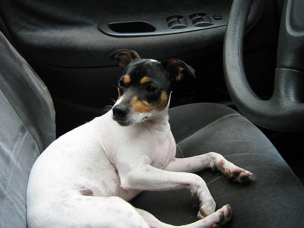 Chilean Fox Terrier