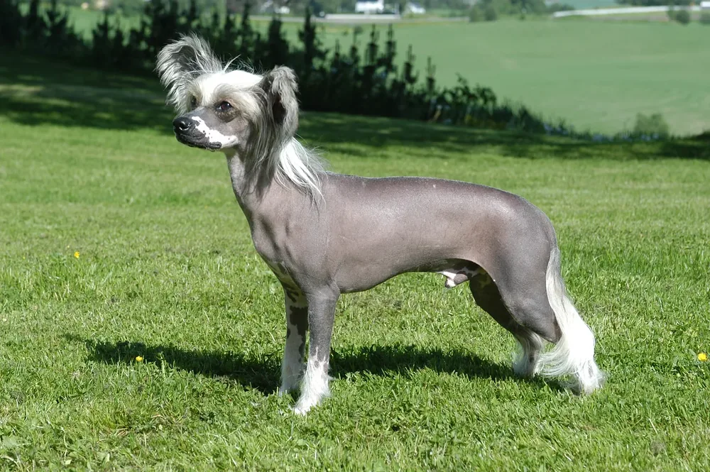 Chinese Crested — canine cost calculator breed profile
