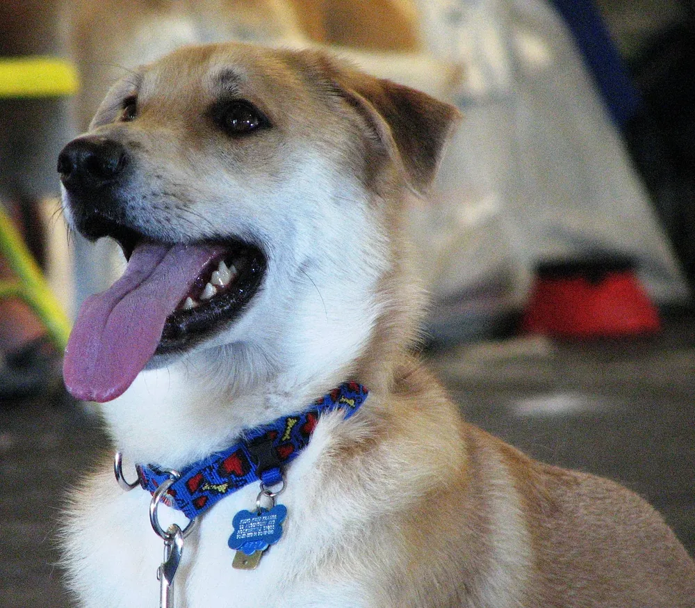 Chinook — canine cost calculator breed profile