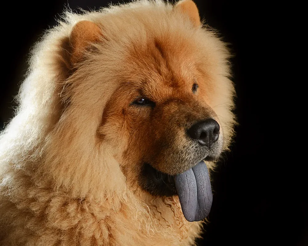 Chow Chow — canine cost calculator breed profile
