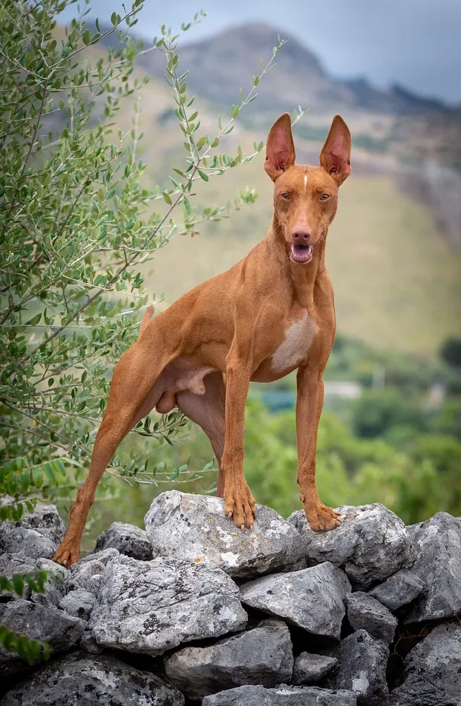 Cirneco dell'Etna — canine cost calculator breed profile