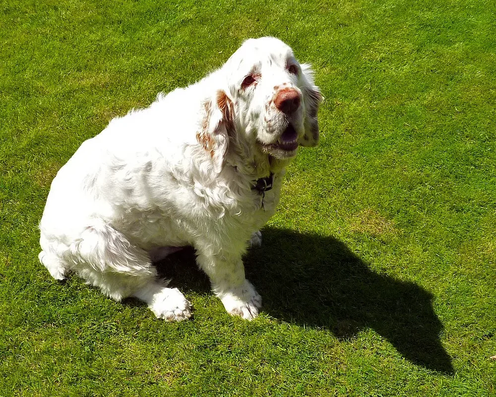 Clumber Spaniel — canine cost calculator breed profile