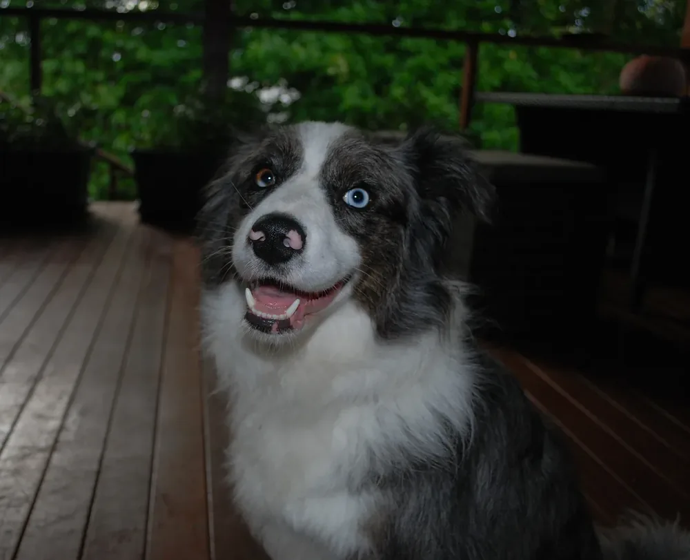Collie — canine cost calculator breed profile