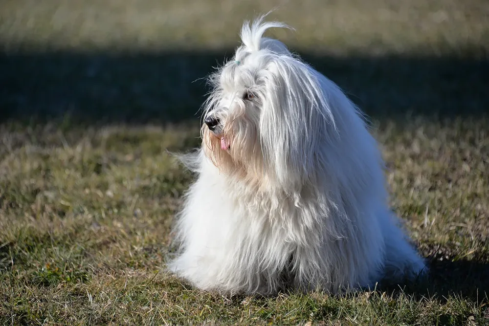 Coton de Tulear
