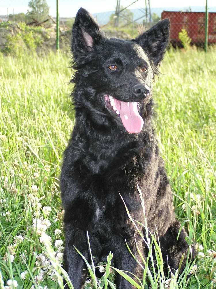 Croatian Sheepdog — canine cost calculator breed profile