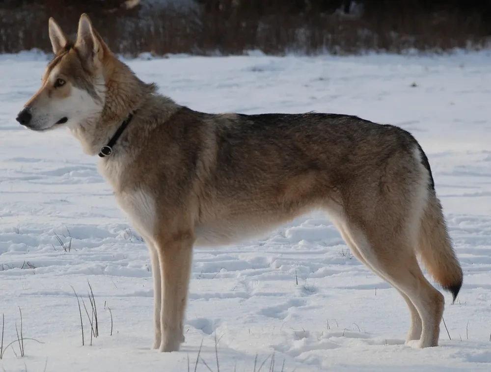 Czechoslovakian Vlcak — canine cost calculator breed profile