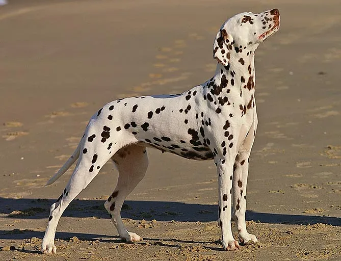 Dalmatian — canine cost calculator breed profile