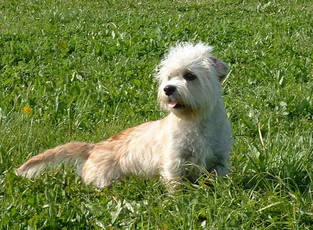 Dandie Dinmont Terrier — canine cost calculator breed profile