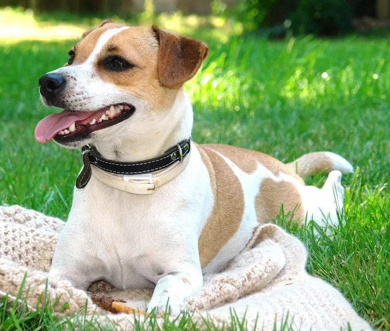 Danish-Swedish Farmdog — canine cost calculator breed profile