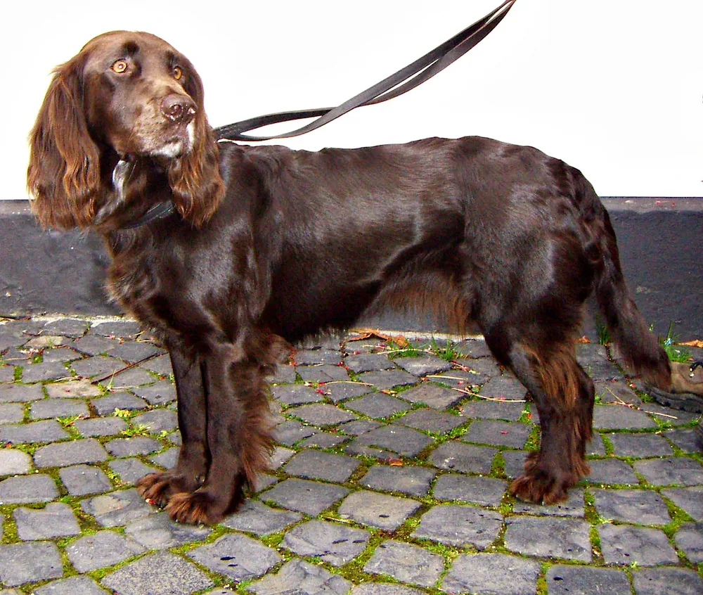 Deutscher Wachtelhund — canine cost calculator breed profile