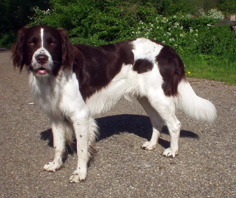 Drentsche Patrijshond — canine cost calculator breed profile