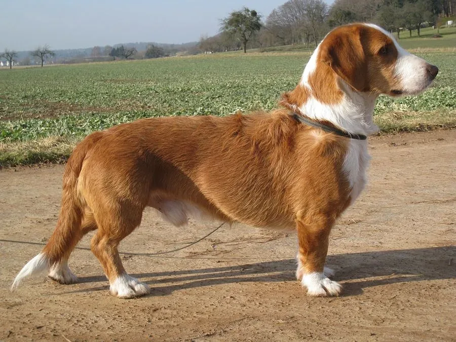 Drever — canine cost calculator breed profile