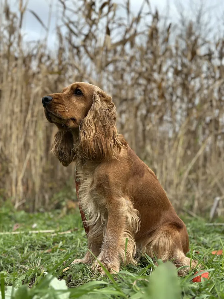 English Cocker Spaniel — canine cost calculator breed profile
