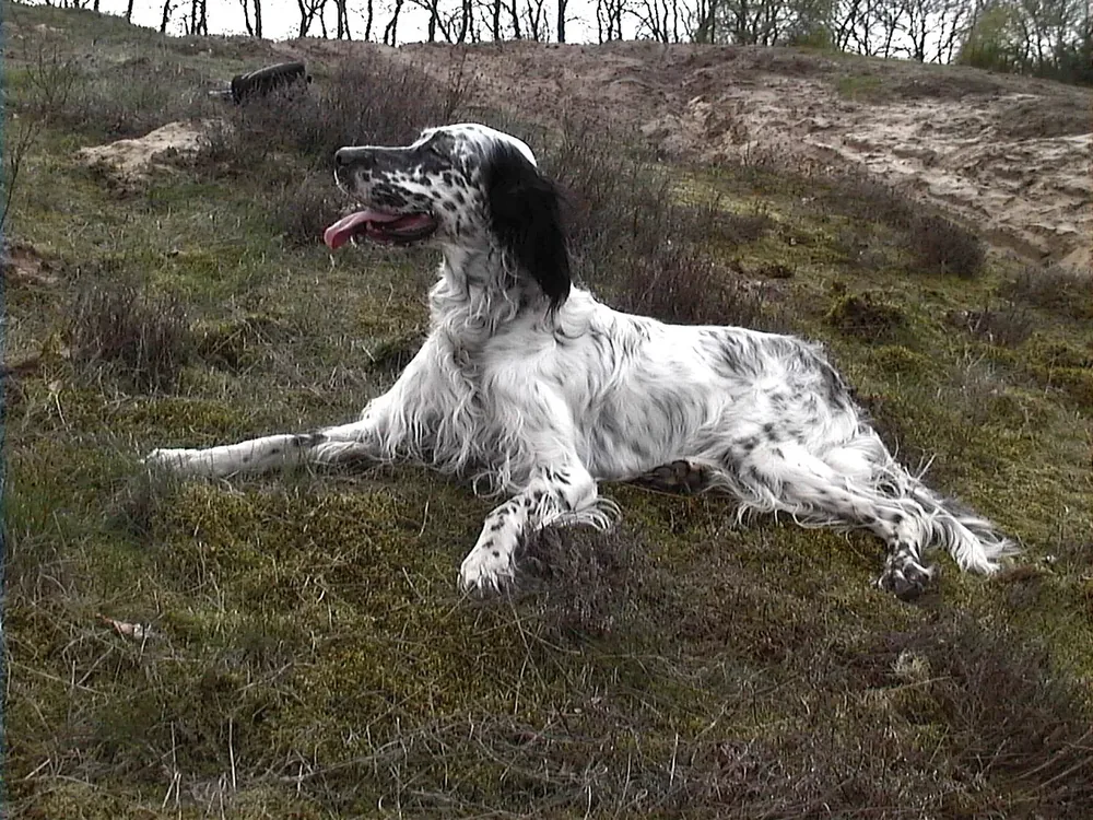 English Setter — canine cost calculator breed profile