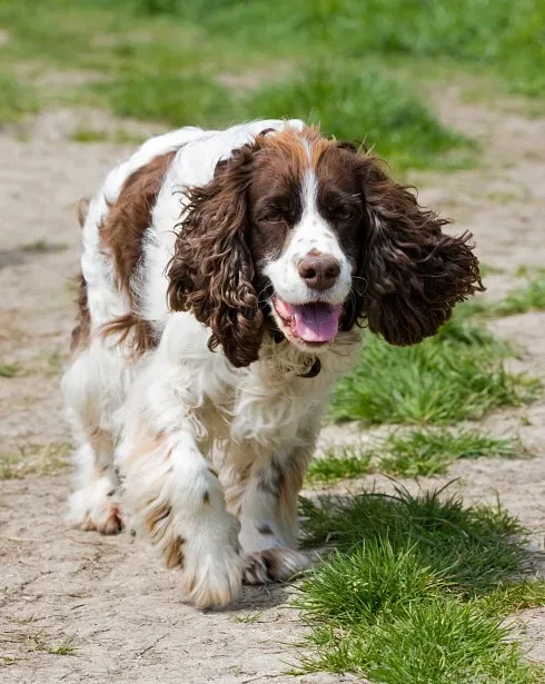 English Springer Spaniel