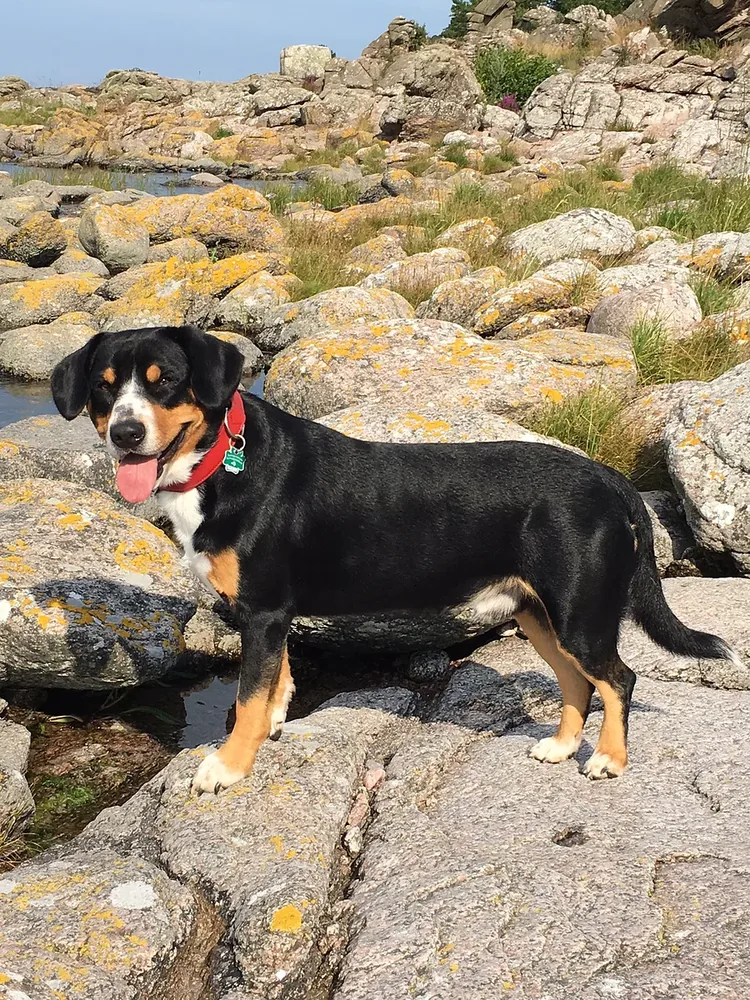 Entlebucher Mountain Dog