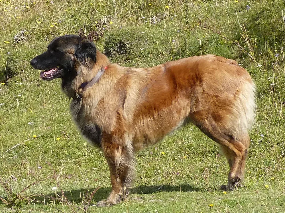 Estrela Mountain Dog — canine cost calculator breed profile