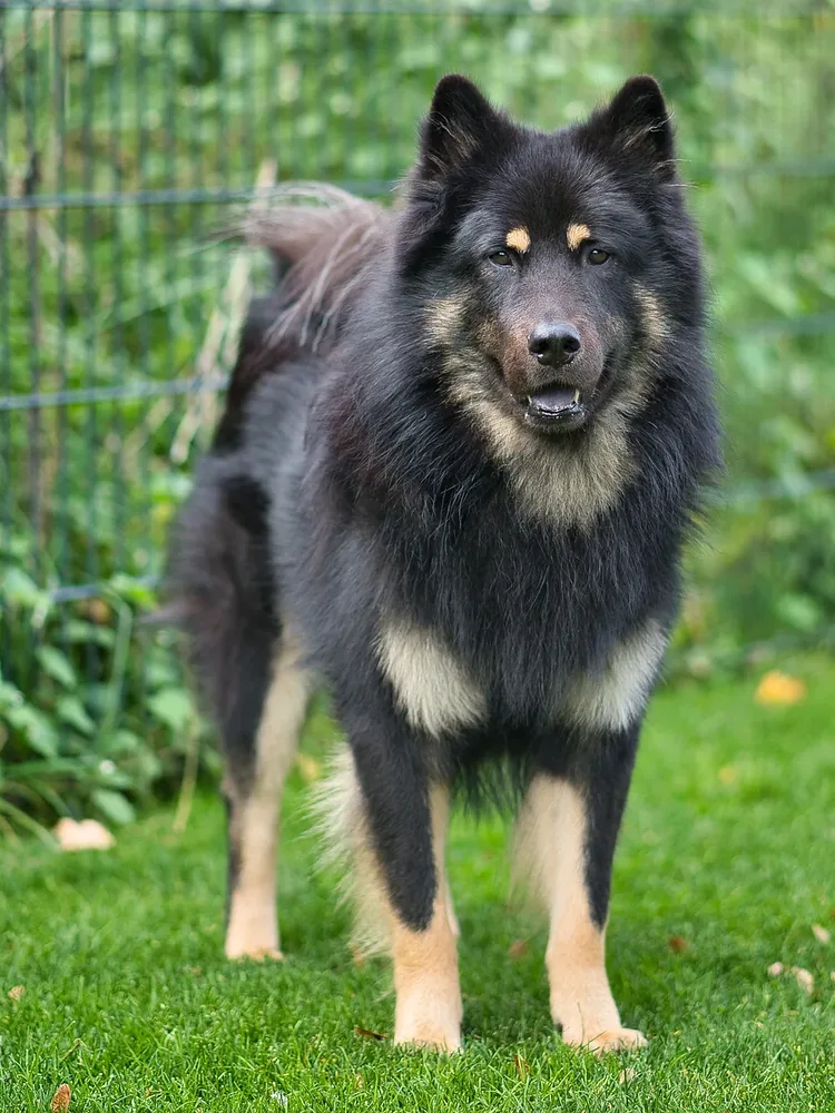 Eurasier — canine cost calculator breed profile