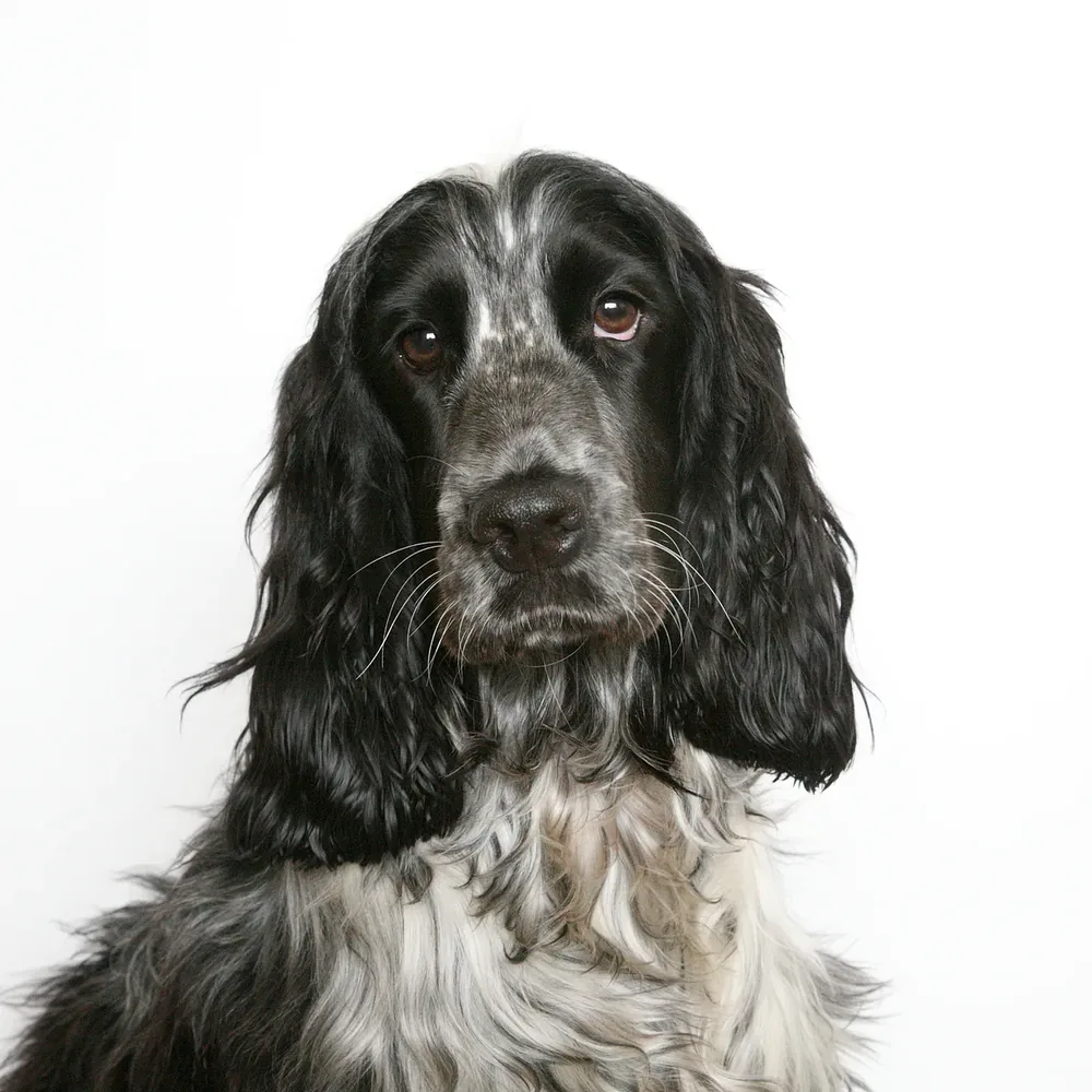 Field Spaniel