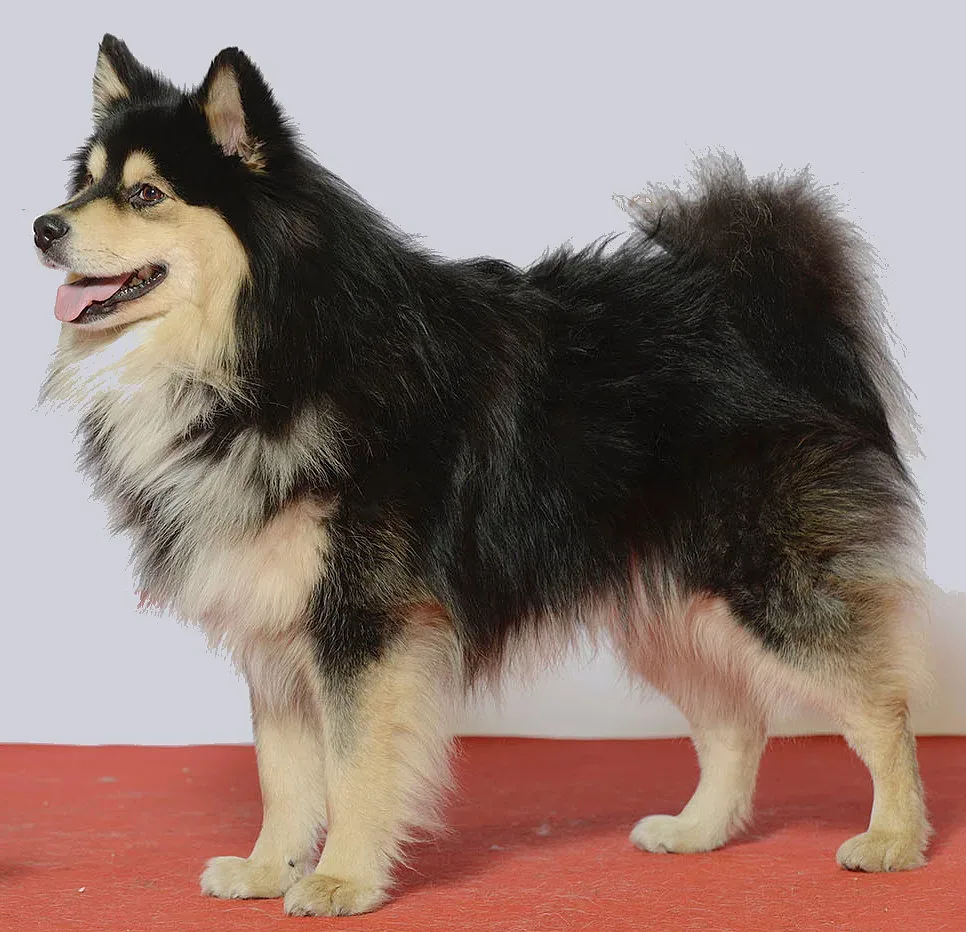 Finnish Lapphund — canine cost calculator breed profile